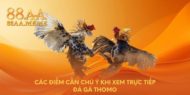 Các điểm cần chú ý khi xem trực tiếp đá gà Thomo