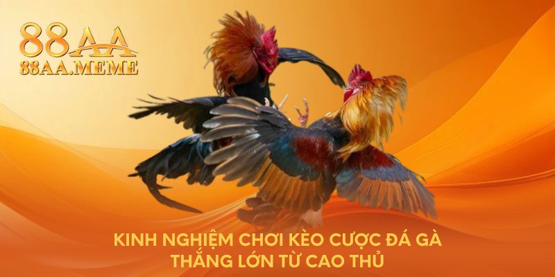 Kinh nghiệm chơi kèo cược đá gà thắng lớn từ cao thủ