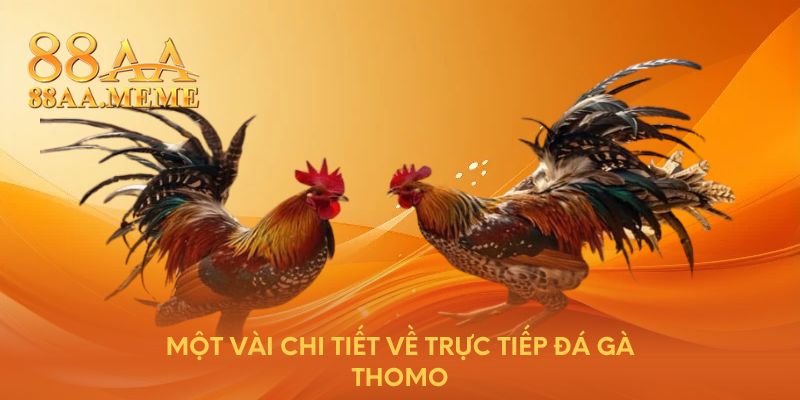 Một vài chi tiết về trực tiếp đá gà Thomo