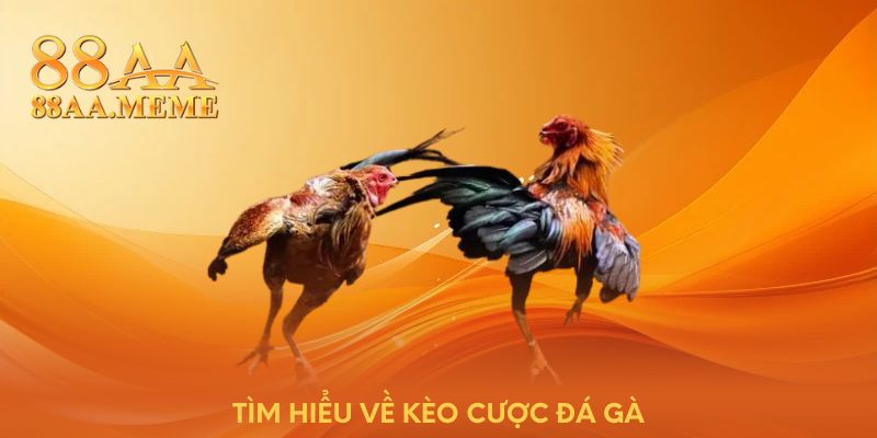 Tìm hiểu về kèo cược đá gà